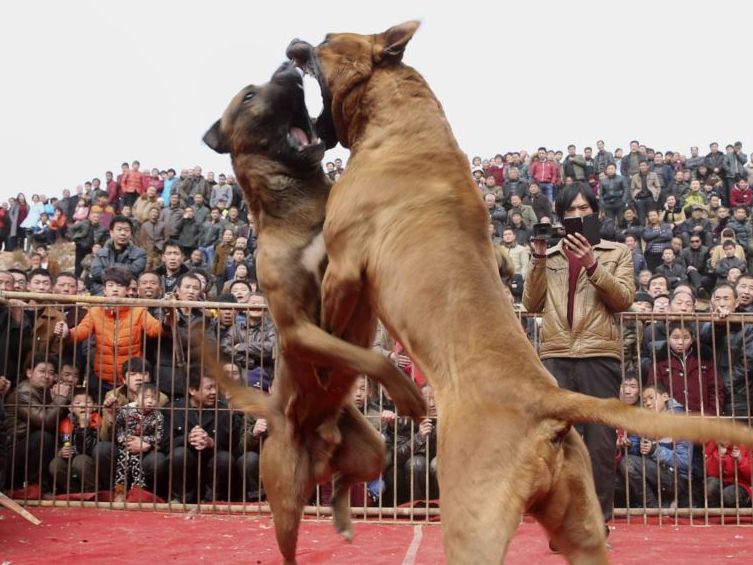 灰色的地下斗狗圈:勝了狗王輸了狗肉